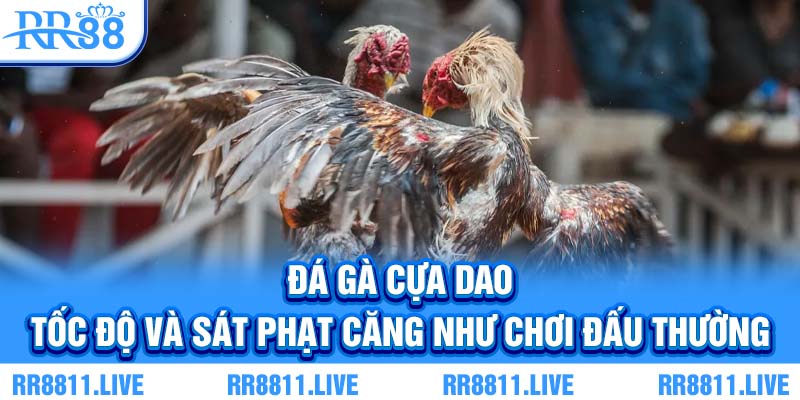 Đá gà cựa dao - Tốc độ và sát phạt căng như chơi đấu thường