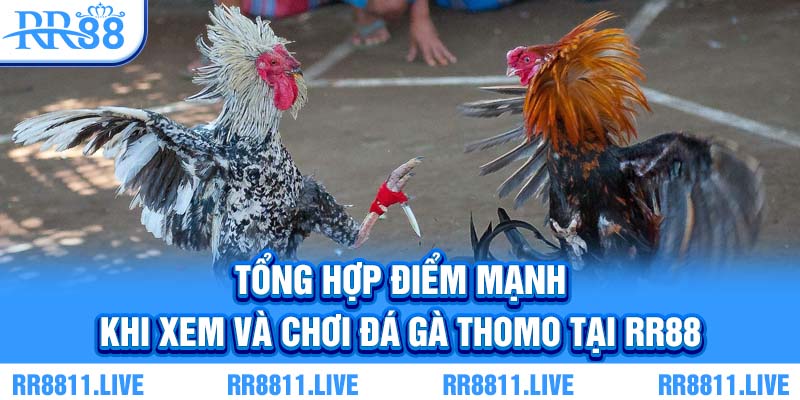 Tổng hợp điểm mạnh khi xem và chơi đá gà Thomo tại RR88